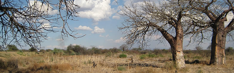 baobab Consultora