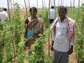 Vegetables producers