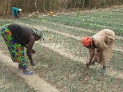 Community garden